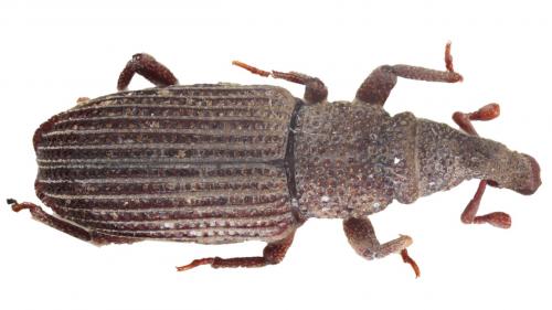 Dryophthorus corticalis